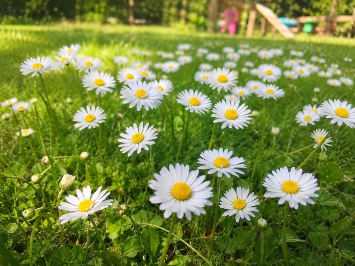 Daisies in the grass on a sunny day