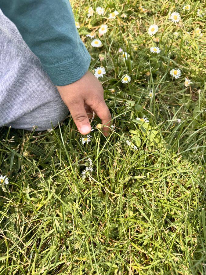 A child's hand reaching for daisies in the grass